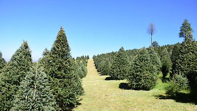 El Estado de México lidera la producción de árboles de Navidad sustentables en México