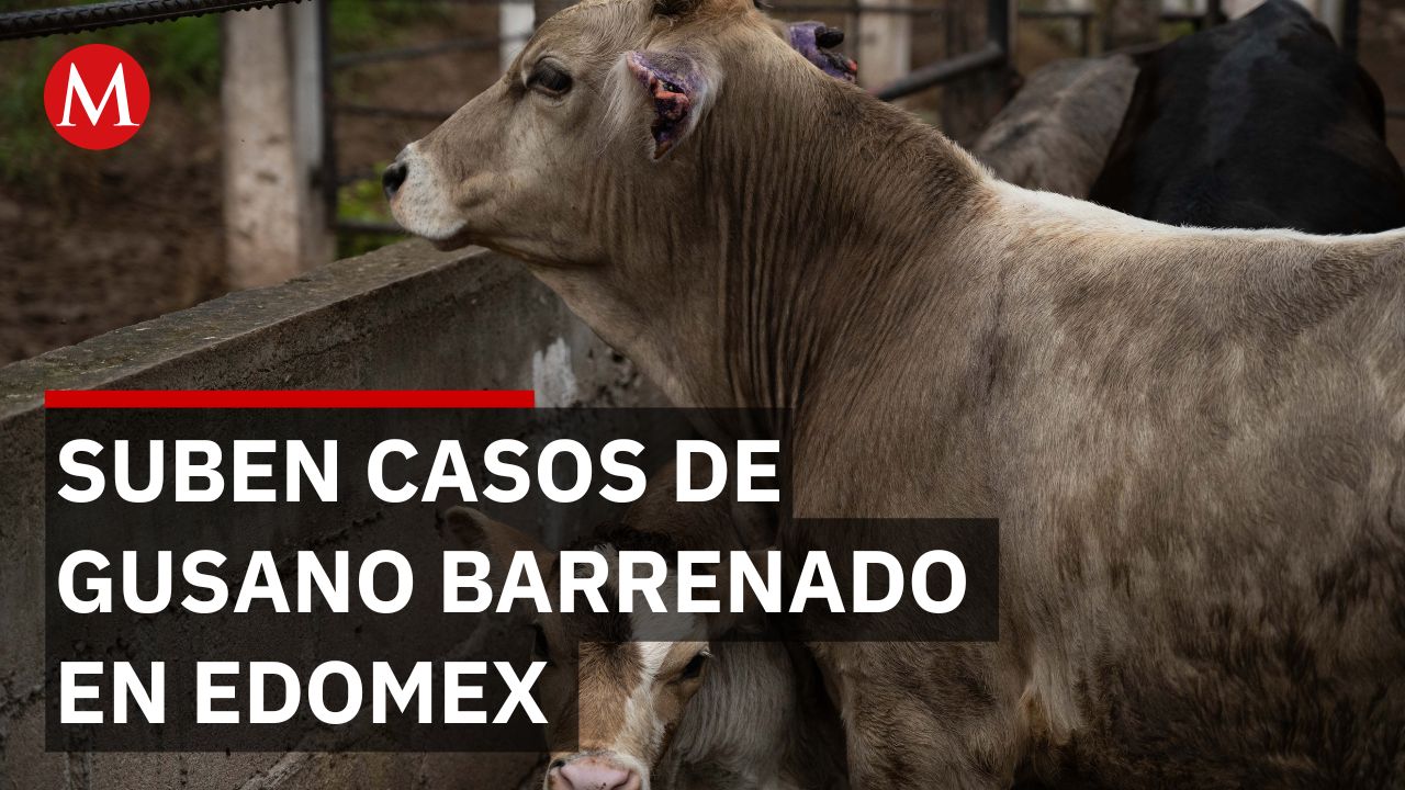 ¿El Gusano Barrenador en el Edomex en Auge? La Alerta que No Puedes Ignorar
