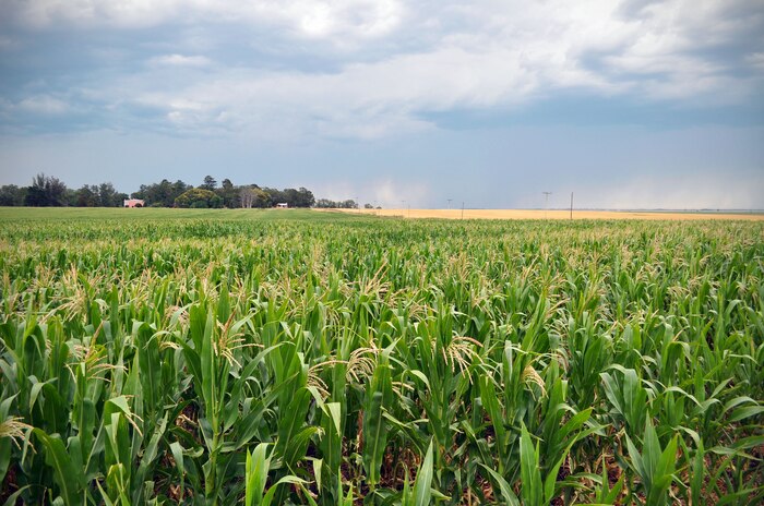 El agro argentino: innovación, sostenibilidad y competitividad en movimiento