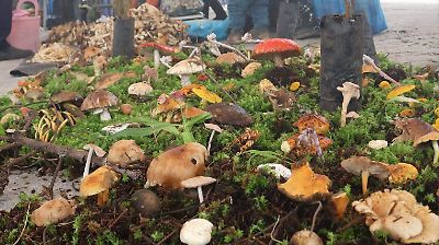 El auge del micoturismo en el Estado de México: la cosecha de hongos en temporada de hongosto