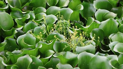 El lirio acuático amenaza la flora y fauna del río Lerma en San Mateo Atenco