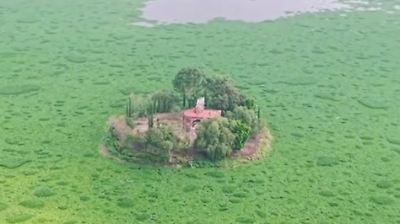 El lirio acuático bloquea el acceso a la histórica Capilla de Zumpango y afecta su economía