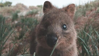 El quokka, el marsupial más feliz en peligro de extinción en Australia