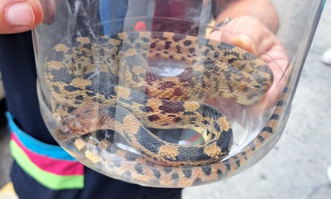 Encuentran serpiente en peligro de extinción arrastrada por las lluvias en Ecatepec