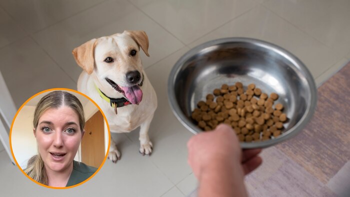 Especialista en salud animal advierte: el sobrepeso en perros puede acortar su vida hasta en 2 años