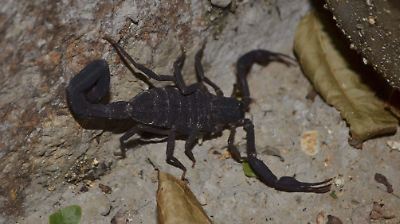 Estado de México en el décimo puesto a nivel nacional respecto al número de picaduras de alacrán