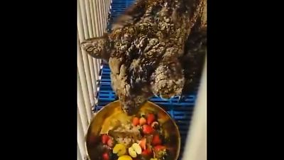 Estado de salud de la osa ‘Mina’ en crisis: 65 horas en la Fundación Invictus y pronóstico reservado