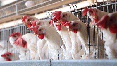 Estados Unidos cancela fondos para vacuna de Moderna contra gripe aviar en medio de avances científicos