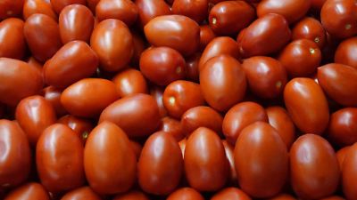 Estados Unidos impone arancel del 17% a las exportaciones mexicanas de jitomate