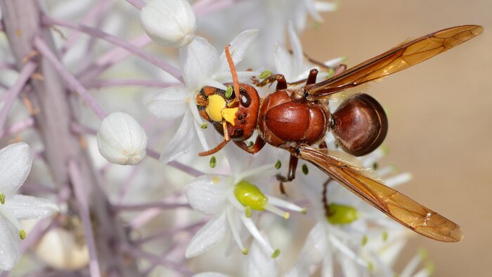 Estudio revela que avispas orientales toleran concentración de alcohol del 80% sin alterar su supervivencia