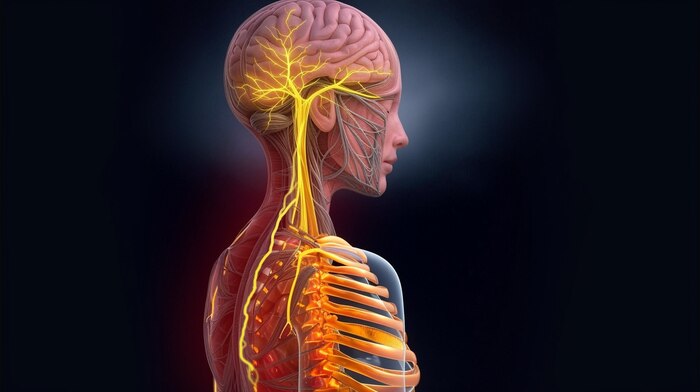 Estudio revela que el nervio vago ayuda a los tumores de pulmón a evadir el sistema inmunitario