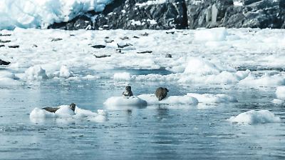 Estudio revela sorprendentes efectos climáticos de las heces de pingüino