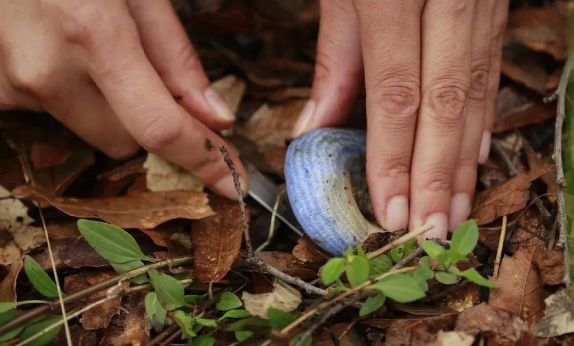 Explora el Hongosto: la temporada del micoturismo que conecta con la tradición y la naturaleza en el Estado de México