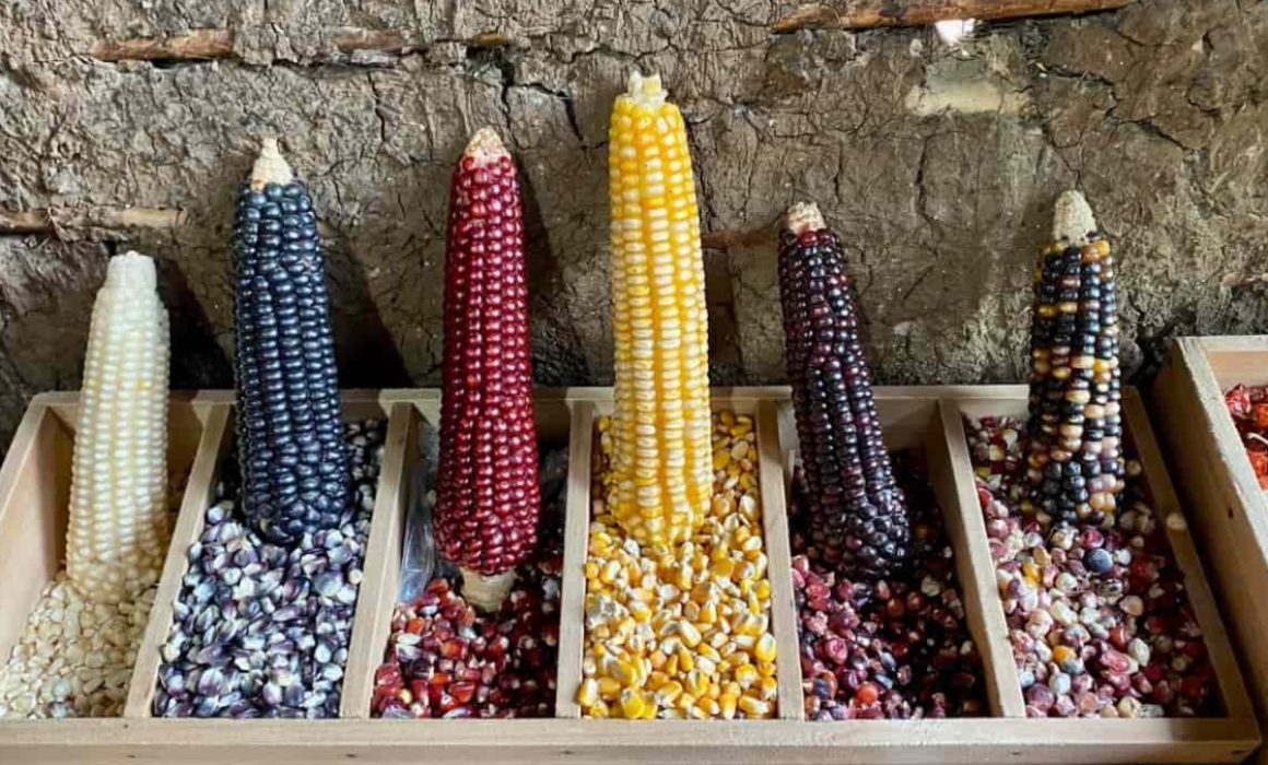 Explota Segalmex a productores de maíz de Almoloya de Juárez