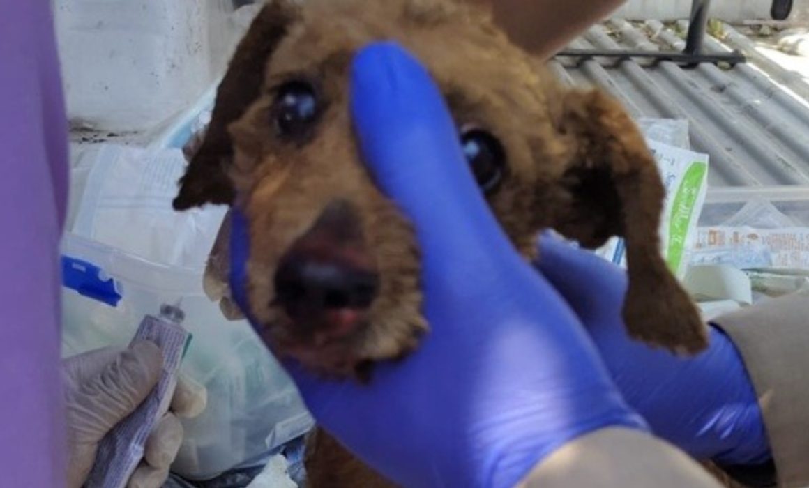 Explota boiler en vivienda de Ecatepec y rescatan a perrita