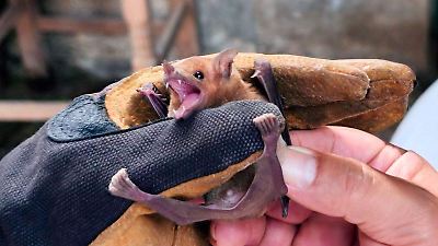 Familia en Tlaxcala ofrece refugio a más de dos mil murciélagos en su vivienda y colabora con autoridades ambientales