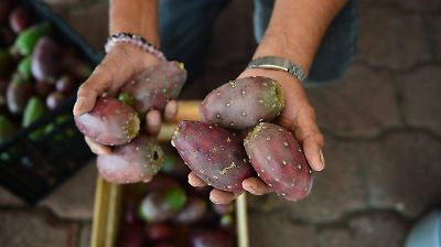 Feria Internacional de la Tuna 2025 en San Martín de las Pirámides: Más de 80 actividades para celebrar la cultura y el sabor del Estado de México