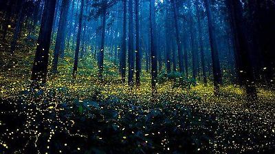 Festival de las Luciérnagas 2025: disfruta de los bosques brillantes de Edomex: cuándo y dónde será 