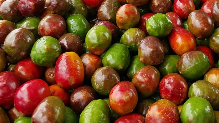 Festival del Jocote Barón Rojo y la guayaba impulsa la agricultura local en el mercado central de San Salvador