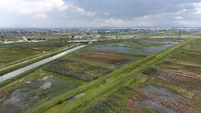 Filtraciones del Sistema Cutzamala y lluvias intensas arruinan cultivos de maíz en Lerma