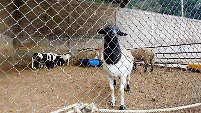 Fin del Operativo Liberación en Estado de México: incautaciones y reparticiones a comunidades