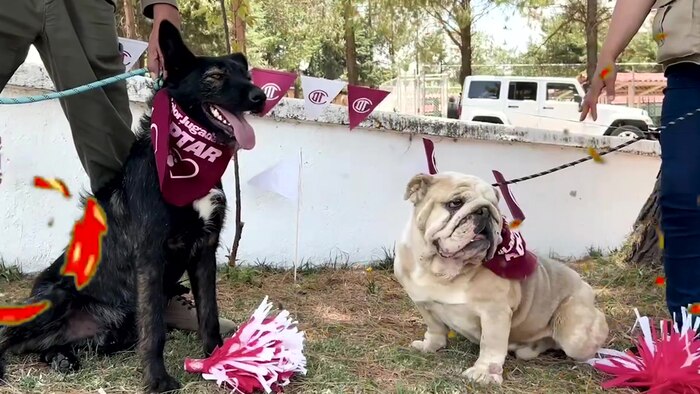 Final de Liga MX en Edomex impulsa adopción de perros callejeros