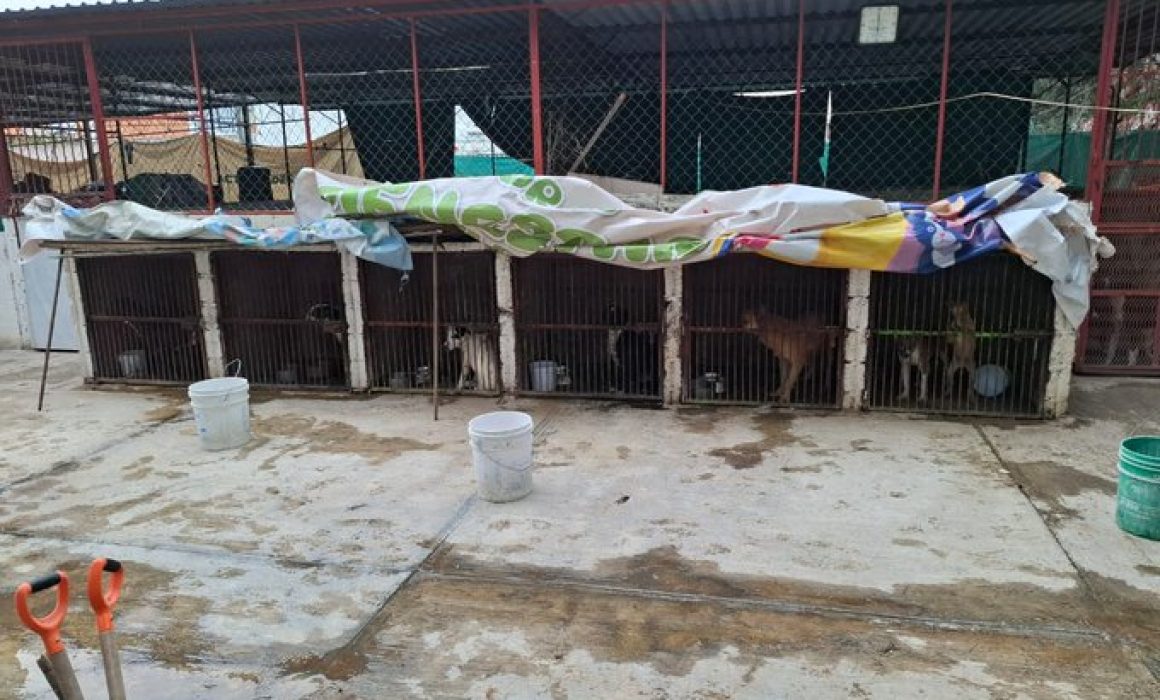 Fiscalía del Estado de México interviene tras viralvideo de maltrato en el Centro de Protección Animal de Ixtapaluca