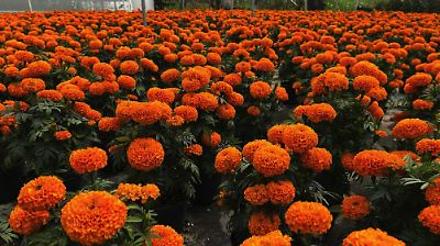 FlorMonte de floricultores en Texcoco se preparan para la temporada de Día de Muertos con más de 200 mil plantas