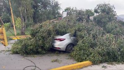 Fuertes vientos en Tecámac derriban árboles y causan incidente con automóvil