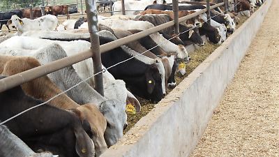 Ganaderos en Toluca anticipan aumento de hasta 8% en el precio de la carne por crisis y falta de apoyo