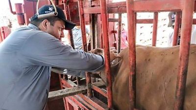 Ganaderos mexicanos alertan por las pérdidas económicas ante el veto de EU