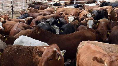 Ganaderos perderán hasta 25% de sus ganancias por pausa de exportación a EU: expertos  