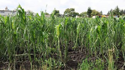 Granizada en La Constitución Totoltepec: campesinos enfrentan pérdida de cultivos de maíz y confían en la recuperación