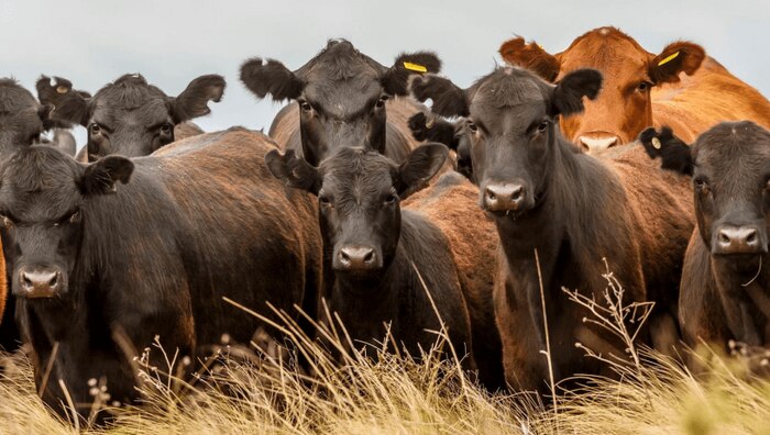 Grupo Galicia invierte 70 millones de dólares en proyectos de ganadería regenerativa en alianza con Belat para promover la sostenibilidad en México