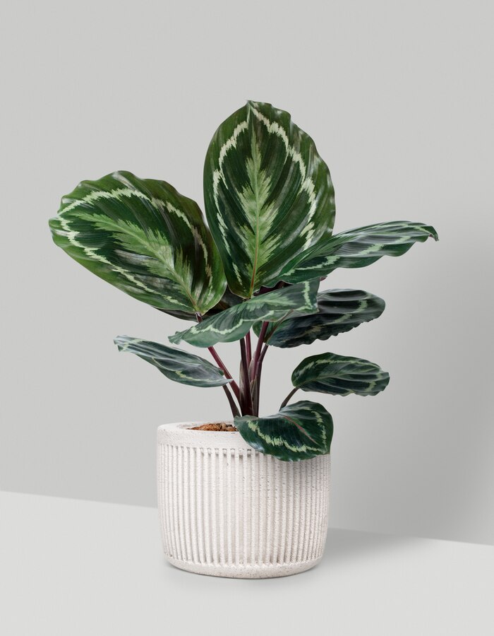Guía completa: 8 cuidados clave para que tu Calathea luzca sana y crezca rápidamente en casa