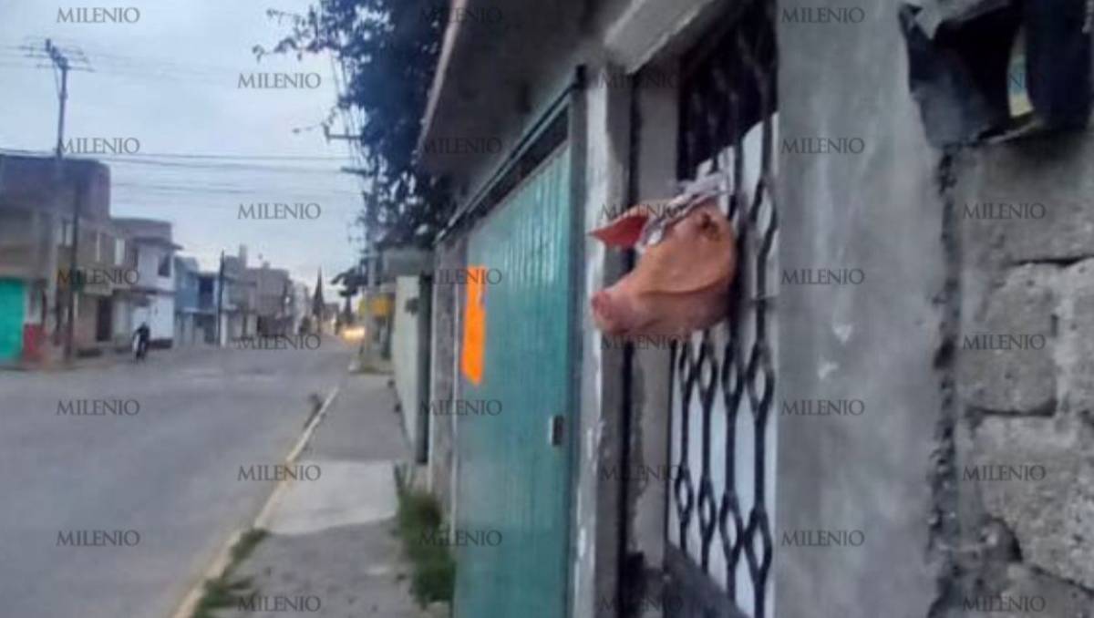 Hallan cabeza de cerdo con mensaje intimidatorio en Toluca: el contexto de la amenaza