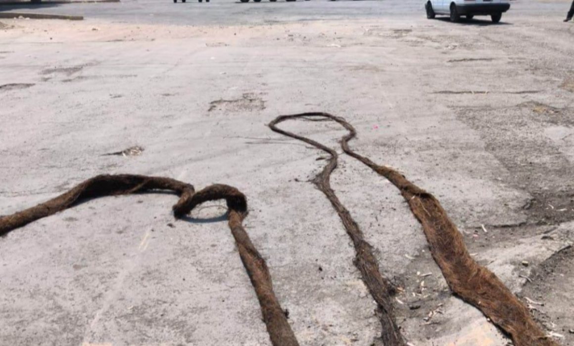 Hallan raíz de 20 metros obstruyendo una tubería en Ecatepec