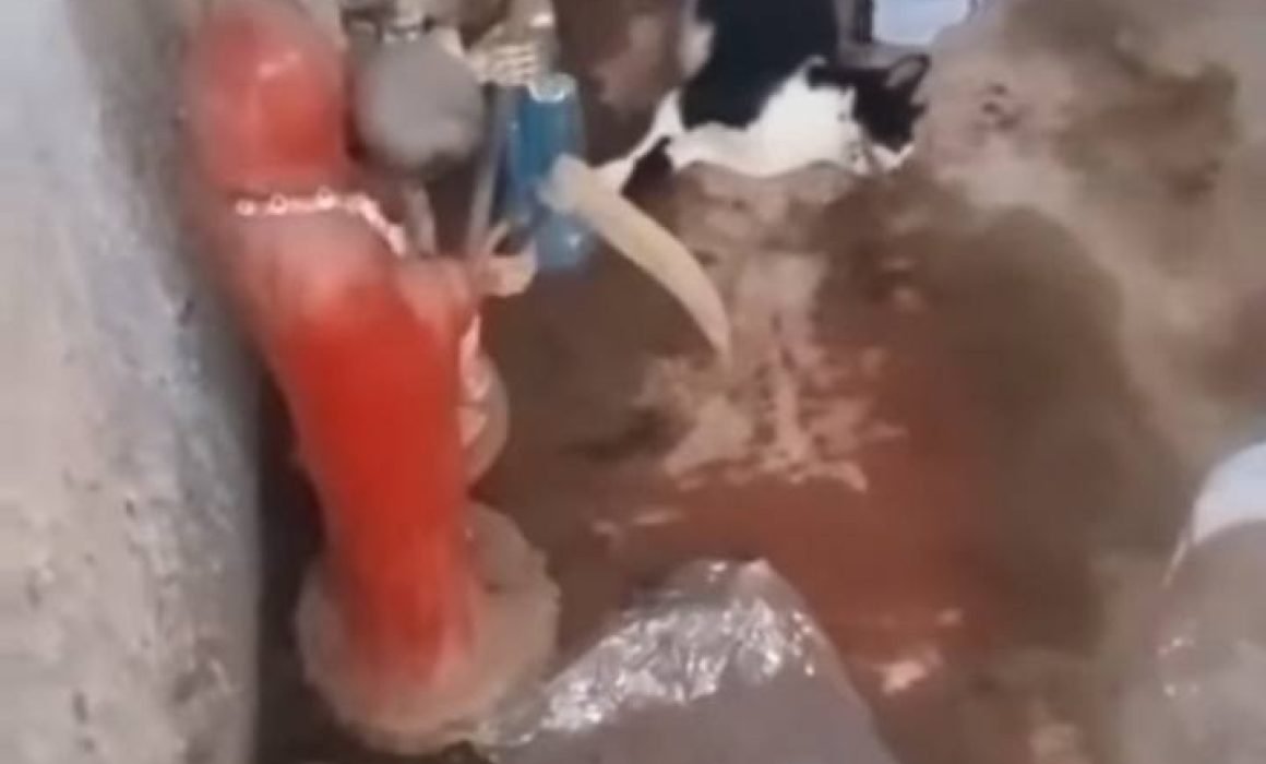 Hallan restos de animales en vivienda abandonada en Huehuetoca, presuntamente usados en rituales