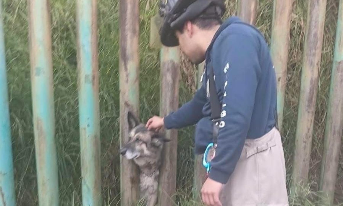 ¡Heroísmo en Metepec! Rescatan a lomito atrapado entre barrotes en un minuto