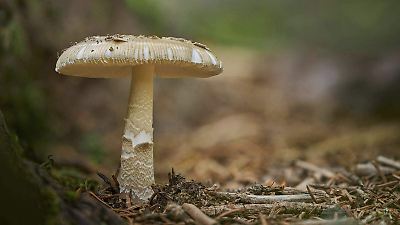 Hongos como innovadora alternativa natural para la cicatrización de heridas