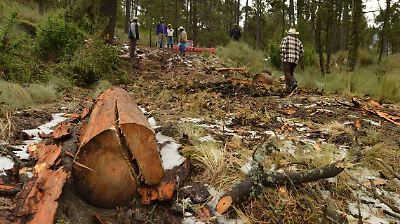 Huixquilucan enfrenta incremento en tala clandestina y reafirma su compromiso con la protección ambiental y la gestión financiera