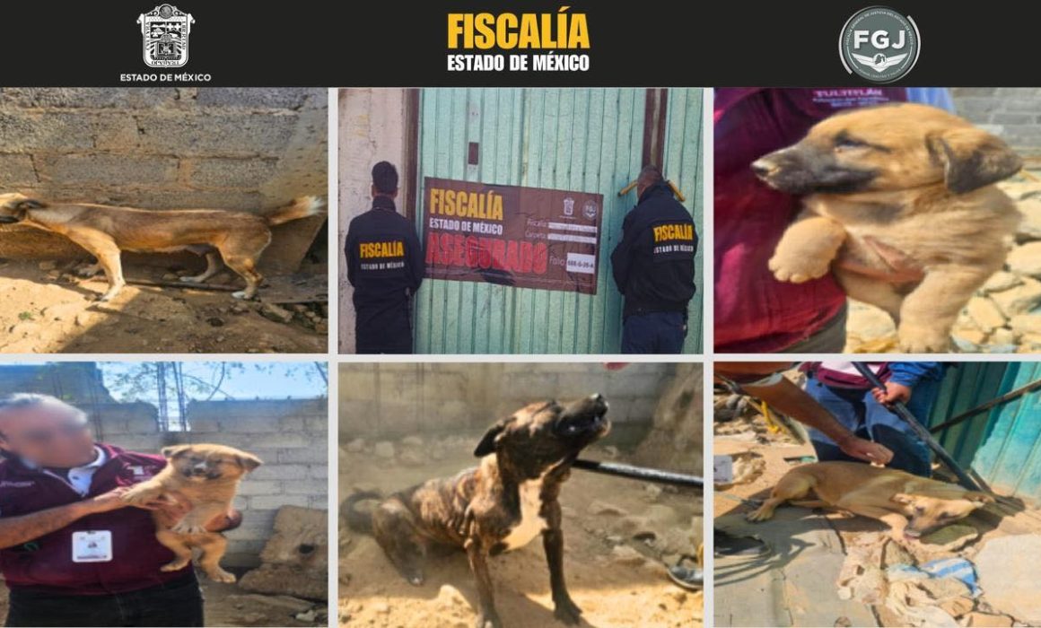 ¡Impactante rescate en Tultitlán! Descubre cómo salvaron a 6 cachorros en condiciones inhumanas