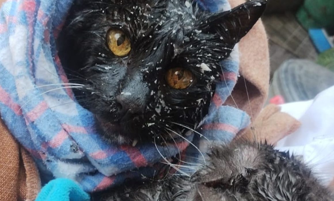 Incendio en Ecatepec deja a dos hombres heridos y rescata a tres mascotas en peligro