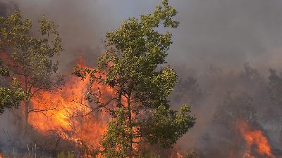 Incendios en España: una de las mayores catástrofes ambientales en años y respuesta gubernamental