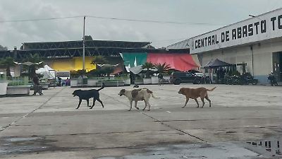 Incrementa la problemática de perros abandonados en la Central de Abasto de Toluca