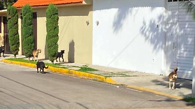 Incrementan ataques de perros en Edomex, dejan 3 muertos en octubre y acciones para su control