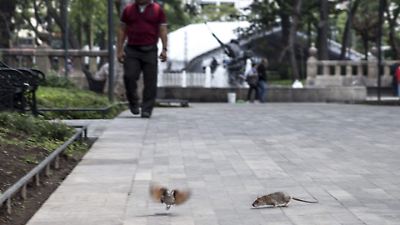 Incrementan las ratas en parques de Toluca; reclaman acciones de las autoridades