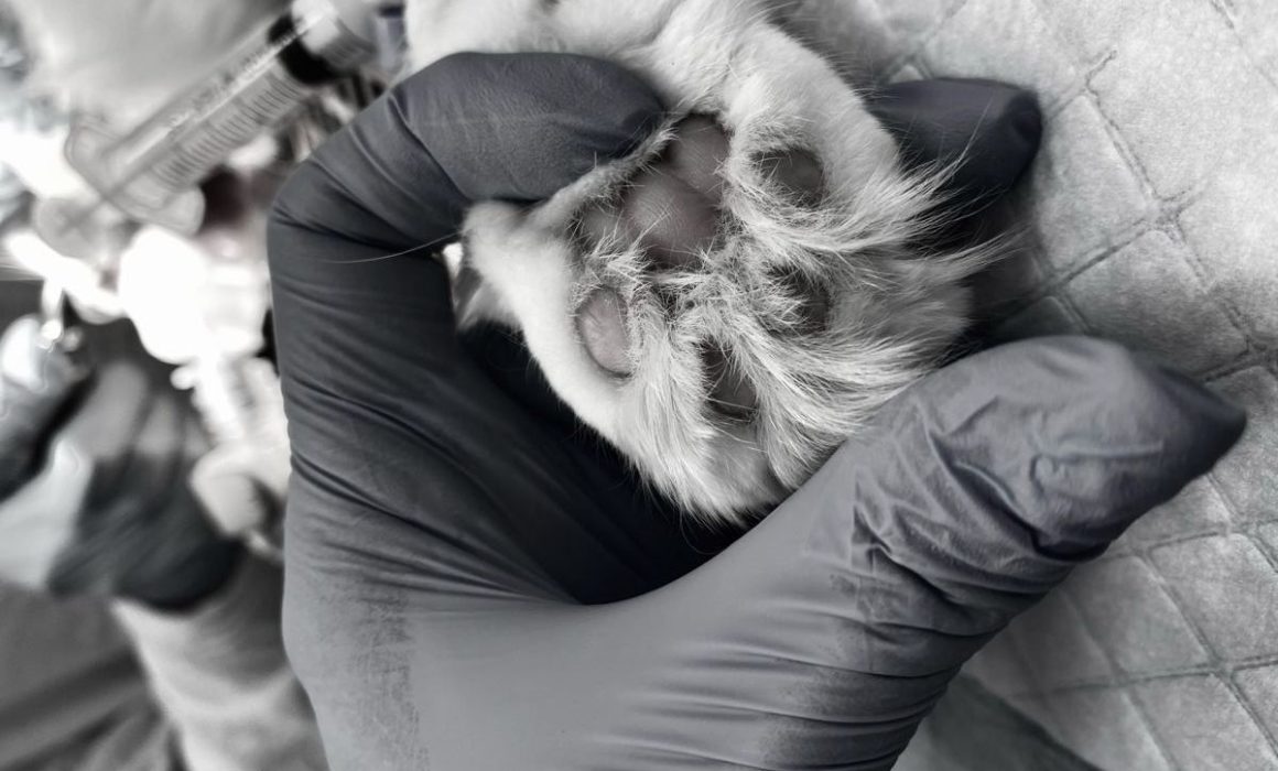 ¡Indignación en Ecatepec por brutal acto de crueldad animal! ¿Justicia en camino?