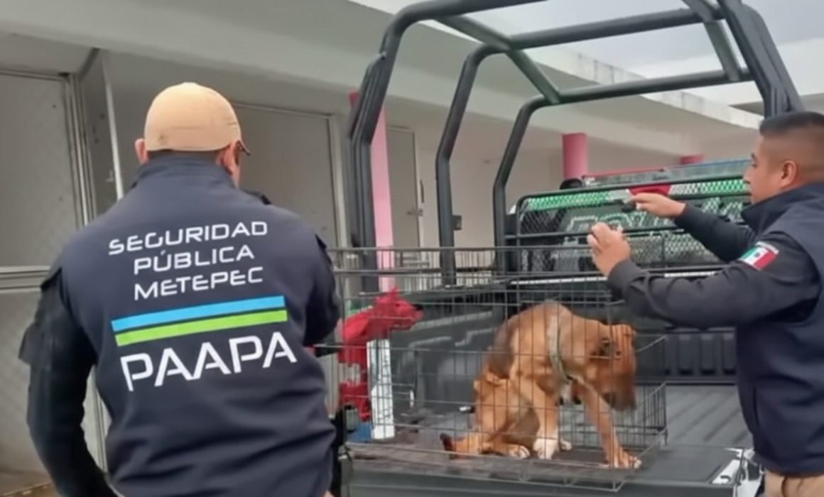 ¡Indignante! Rescatan a tres lomitos encadenados y en peligro en Tenango del Valle