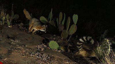 Inesperada amistad entre un zorro y un cacomixtle en Ciudad Universitaria de la UAEMex